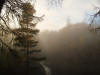 Birks of Aberfeldy in the mist