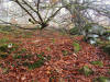 Birks of Aberfeldy