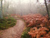 Birks of Aberfeldy autumn ferns
