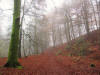 Birks of Aberfeldy woodland