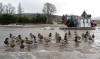 Dalwhinnie ducks are very friendly