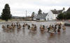 Dalwhinnie and the ducks at the garage