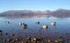Loch Lomond ducks