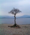 Loch Lomond tree misty day