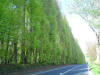 Meikleour Beech Hedge, Perthshire