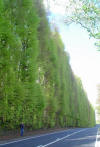 Meikleour Beech Hedge, Perthshire