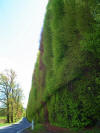 Meikleour Beech Hedge, Perthshire