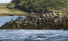 seabirds on Cleit Rock