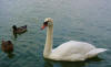 swan and ducks Linlithgow Loch
