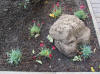 Starry Towers Dianthus Rock Corner