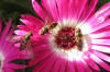 Michaelmas Daisies popular with hover flies