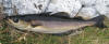 fish caught by The Fiance at Tananger