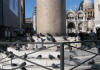 pigeons love St Marks Venice - base of column in Piazzetta